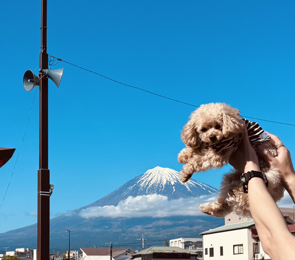 itmyit's tweet photo. 富士山ワンダフルだわん‼️ ＃富士宮市　＃静岡旅行中 https://t.co/lz8JZa720G