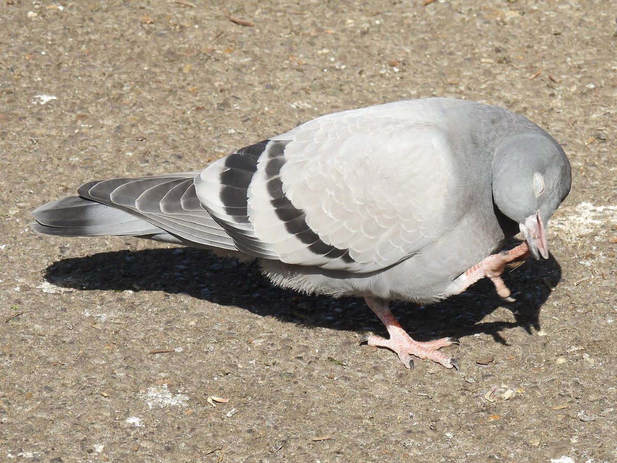 Palumbus_Pics's tweet image. Pigeon with an itch #pigeon #birds #naturephotography