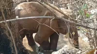 TracTerrorism's tweet image. Elephant Injured after Stepping on Improvised Explosive Device (#IED) in Koyna Forest Range, West Singhbhum District, #Jharkhand, #India 
Read more: trackingterrorism.org/chatter/elepha…
