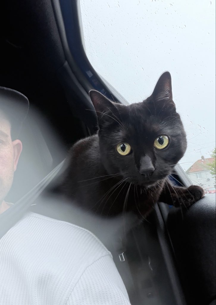 CreamDollarSA's tweet photo. Car cat now https://t.co/FW6g8sOTig