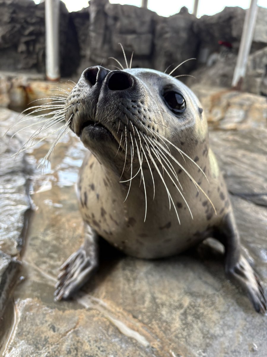 しながわ水族館 tweet media