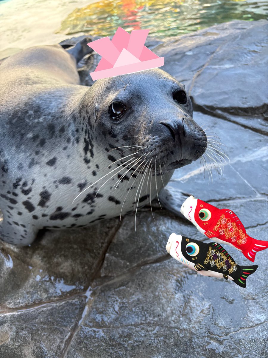 しながわ水族館 tweet media