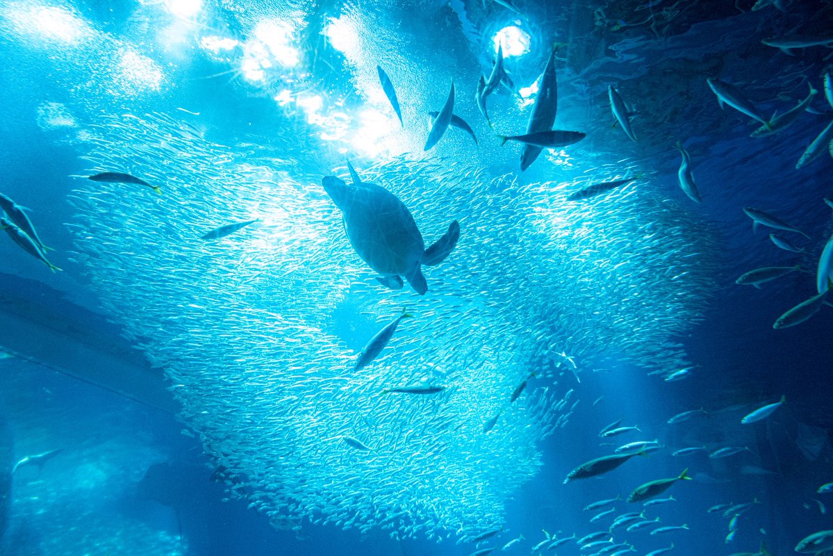 วาฬมีปีก | Flyingwhale tweet media