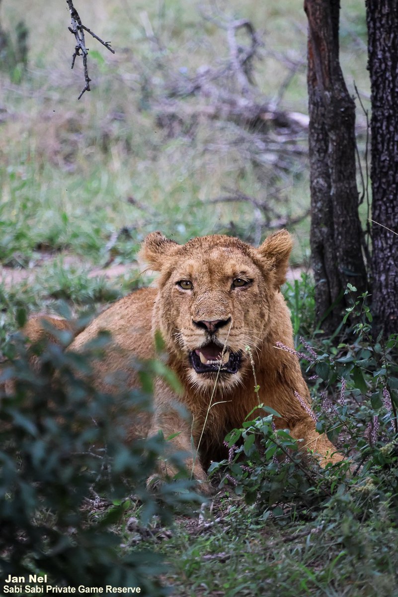 SabiSabiReserve's tweet image. Reports came in of lions moving south into the reserve. We followed fresh tracks &amp;amp; soon found members of the pride resting. They’d clearly fed well—bellies full, breathing heavy, most too uncomfortable to move or acknowledge us, while a few watched us intently. #lions #safari