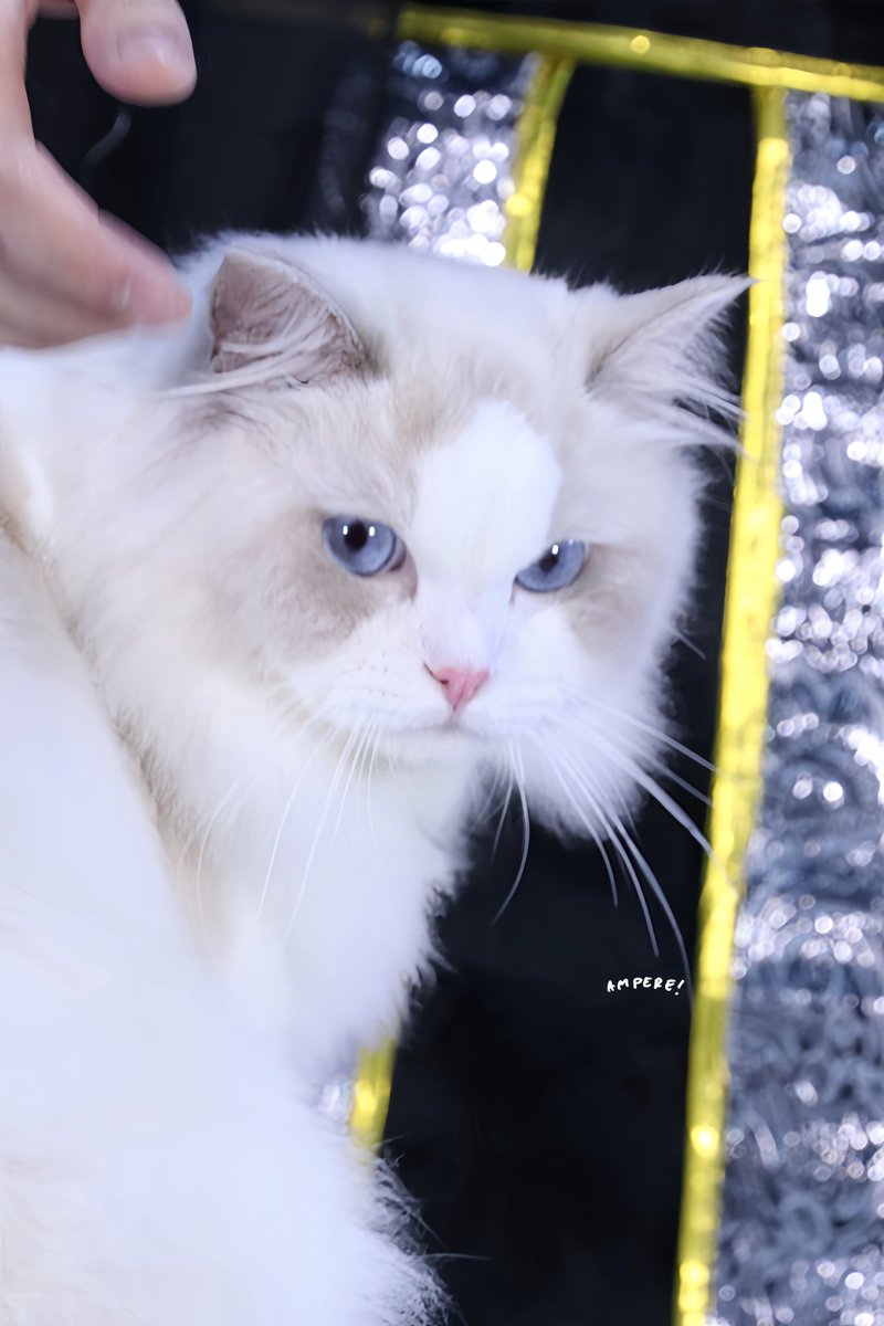 ⦚A⦚⦚m⦚⦚p⦚⦚e⦚⦚r⦚⦚e⦚ ໒꒰ྀིっ˕ -｡꒱ྀི১ tweet media