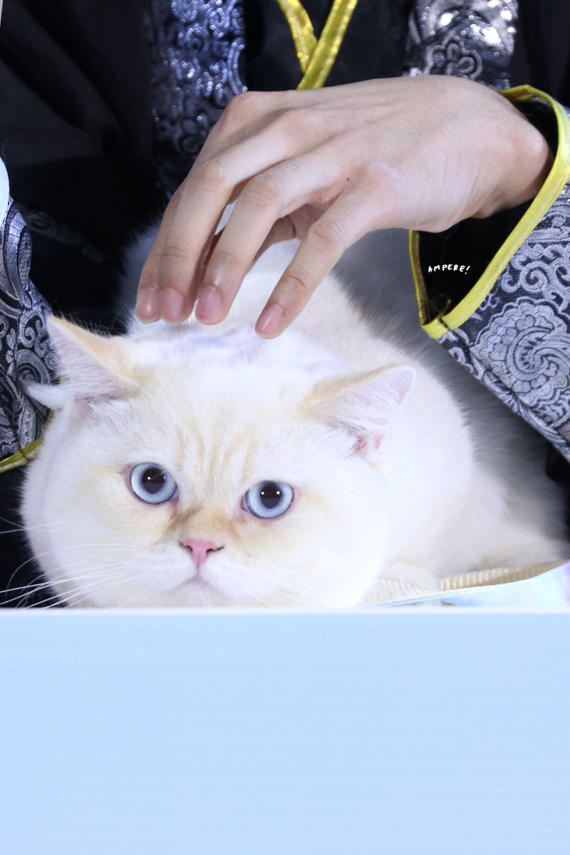 ⦚A⦚⦚m⦚⦚p⦚⦚e⦚⦚r⦚⦚e⦚ ໒꒰ྀིっ˕ -｡꒱ྀི১ tweet media