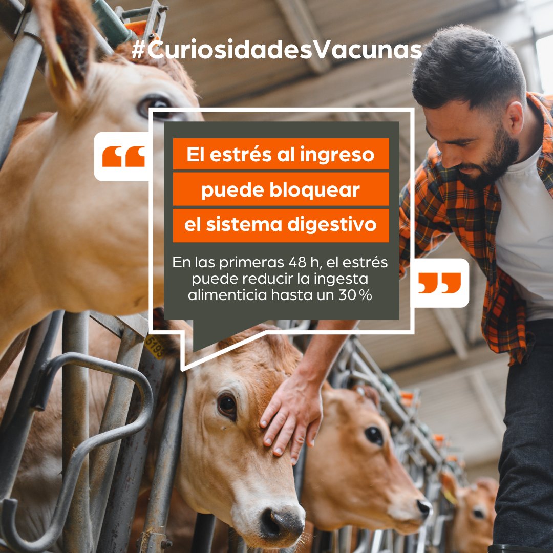 Con Sentido Vacuno tweet media