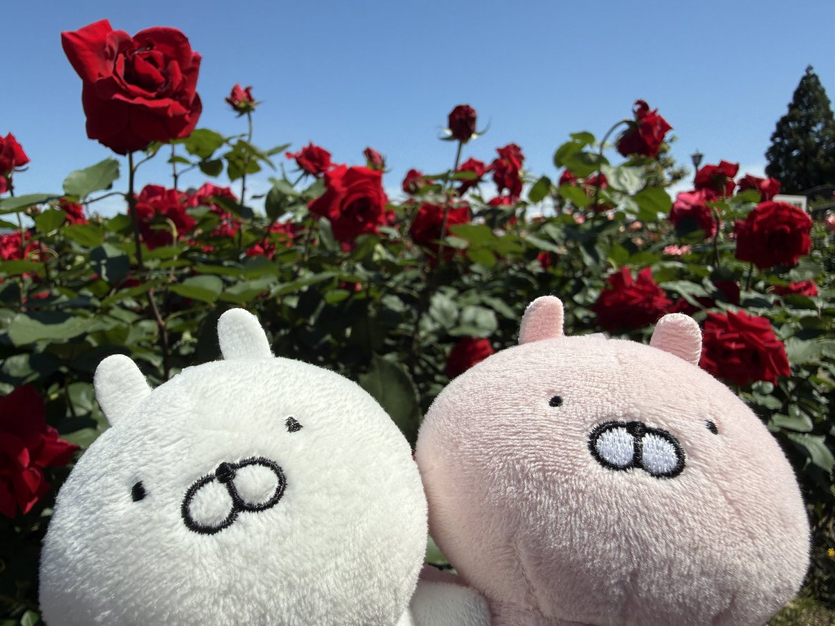 yu__uki1's tweet photo. 先日は芝桜🌸今日は薔薇🌹
天気がいい日に行くのはいいなー☺️
両方キ��イに咲いてて良かった😊 https://t.co/cAUBCfx0bK