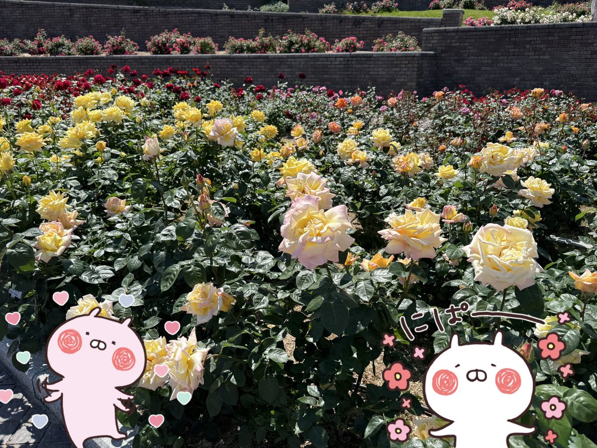 yu__uki1's tweet photo. 先日は芝桜🌸今日は薔薇🌹
天気がいい日に行くのはいいなー☺️
両方キ��イに咲いてて良かった😊 https://t.co/cAUBCfx0bK