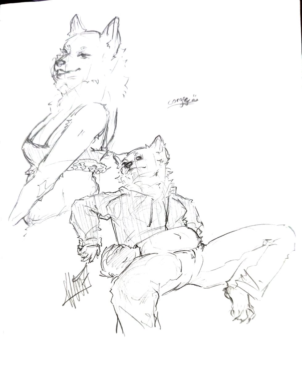 direwoofers's tweet image. Been busy with Exams and exam preparations so I couldn't really draw much.. 
But I have some sketches :3

#anthro #furryart #furry #corgie #wolf #bunny
