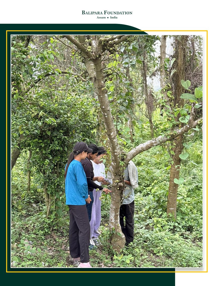 Balipara Foundation tweet media