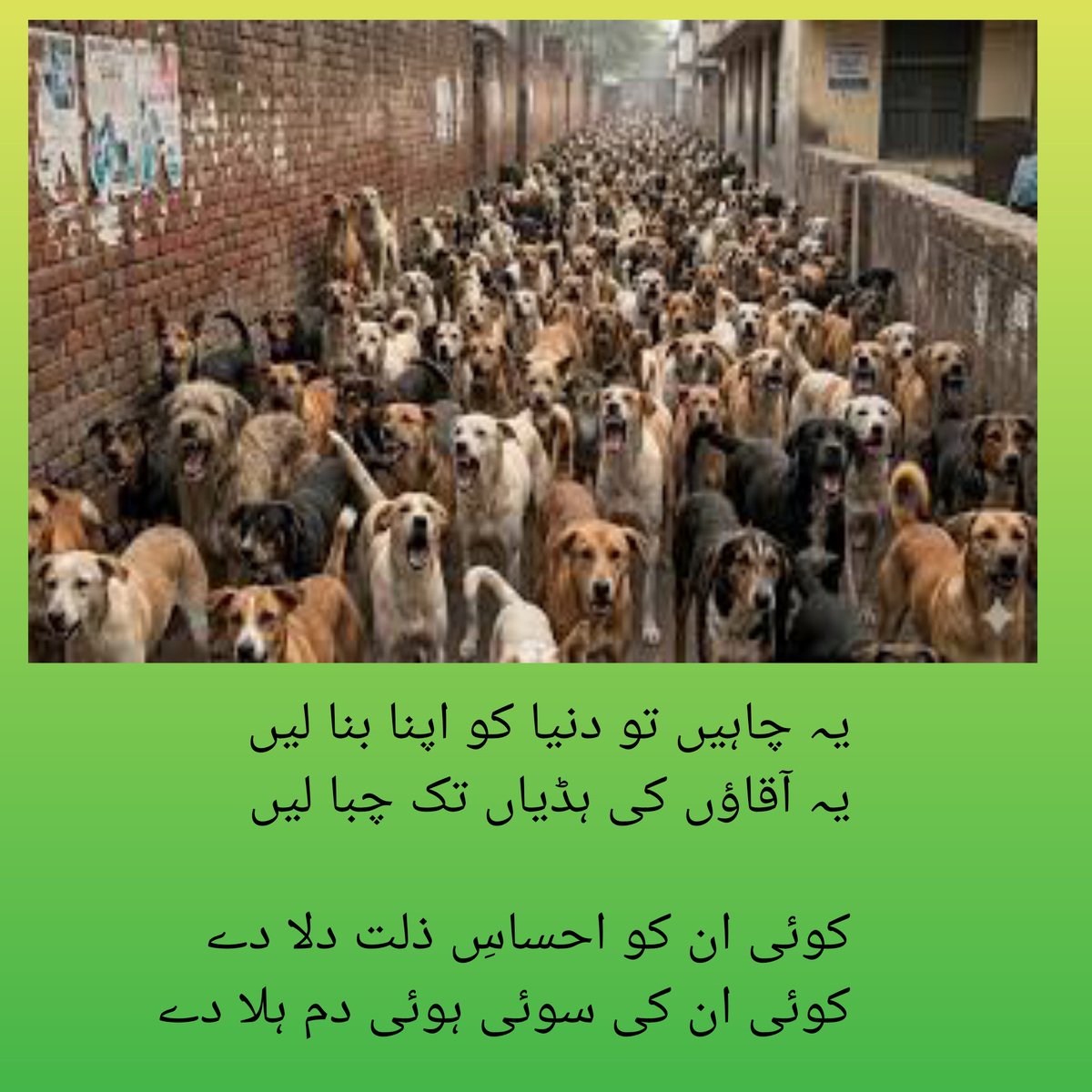 Shafqat Ch tweet media