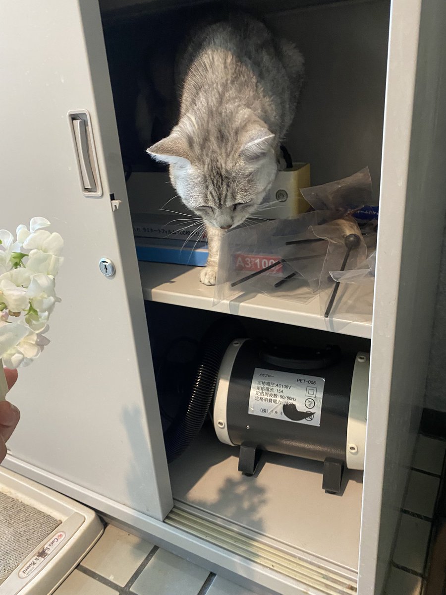 保護猫譲渡るーむ tweet media