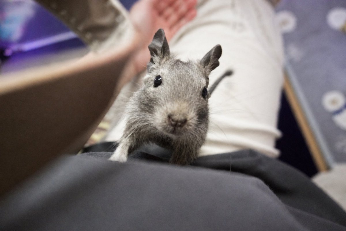 bk5KERHUS370413's tweet image. 祝　91g　達成　🥳
#デグー　#degu　#Baby　#赤ちゃん
