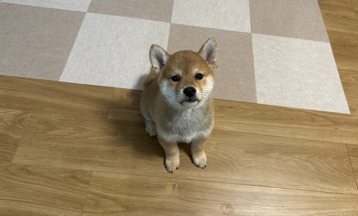 てっど🐕 tweet media