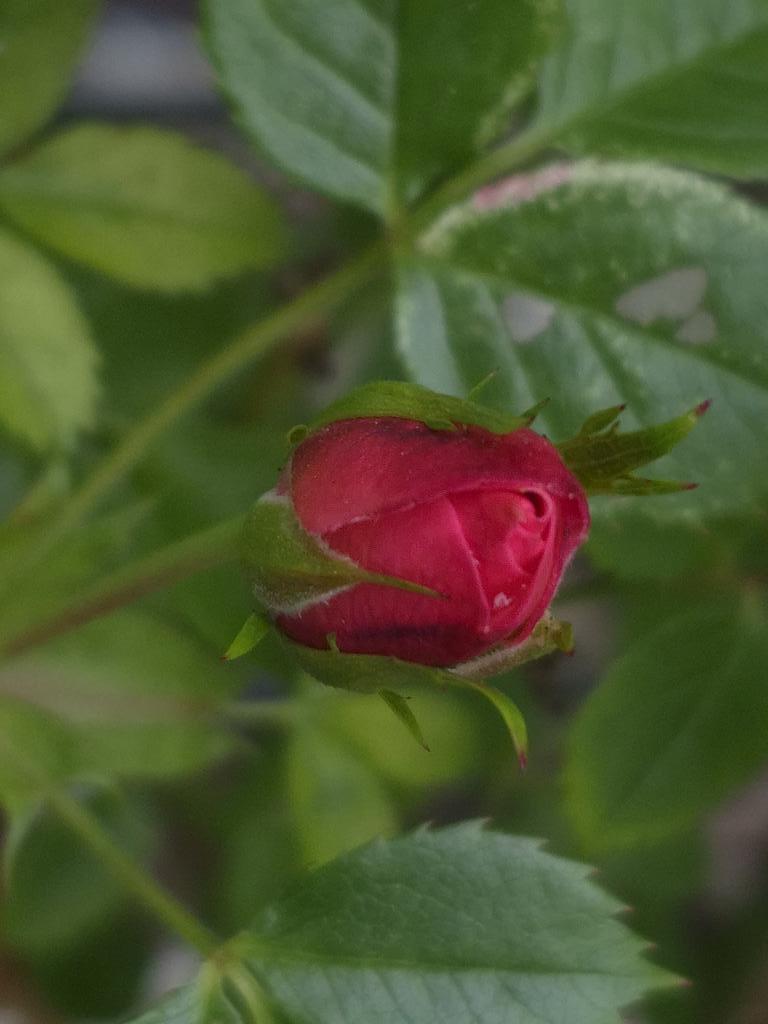 Red Rose