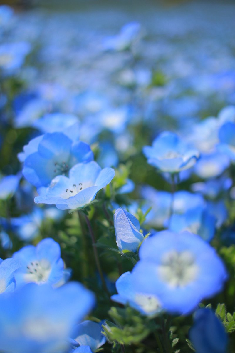 noritabi317's tweet photo. ネモフィラ満開🫧
綺麗でしたー✨
#ファインダー越しの私の世界 
#キリトリセカイ
#お写んぽ
#カメラ女子  #鼻高展望花の丘 
#快晴 https://t.co/d4PCvcsNjX