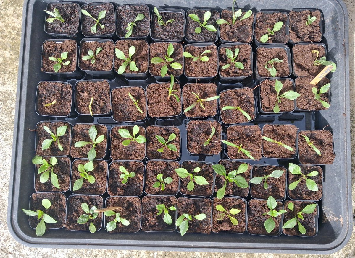 willofibres's tweet image. Potted a load of seedlings up yesterday. Dahlia, cosmos and scabios. Should be a riot of colour this summer.
#gardening #allotment