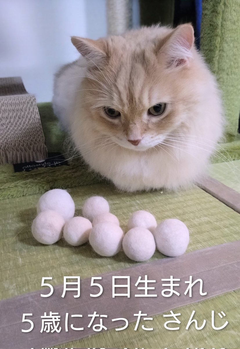 さんじ🌻れいじゅ🌷 tweet media