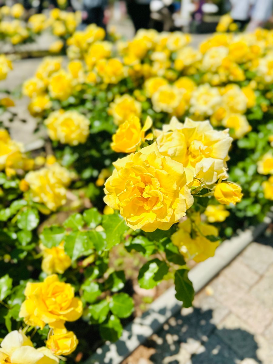 mio_bj's tweet photo. 長居植物園のバラたち
きれいなお花は癒されるなぁ https://t.co/bHen5EBfcI