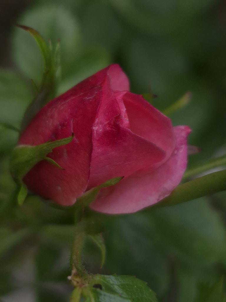 Red Rose