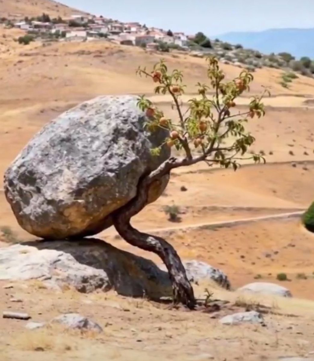 Survival, despite the burdens of life!