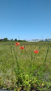 ＭＩＬＡＮＯ tweet media