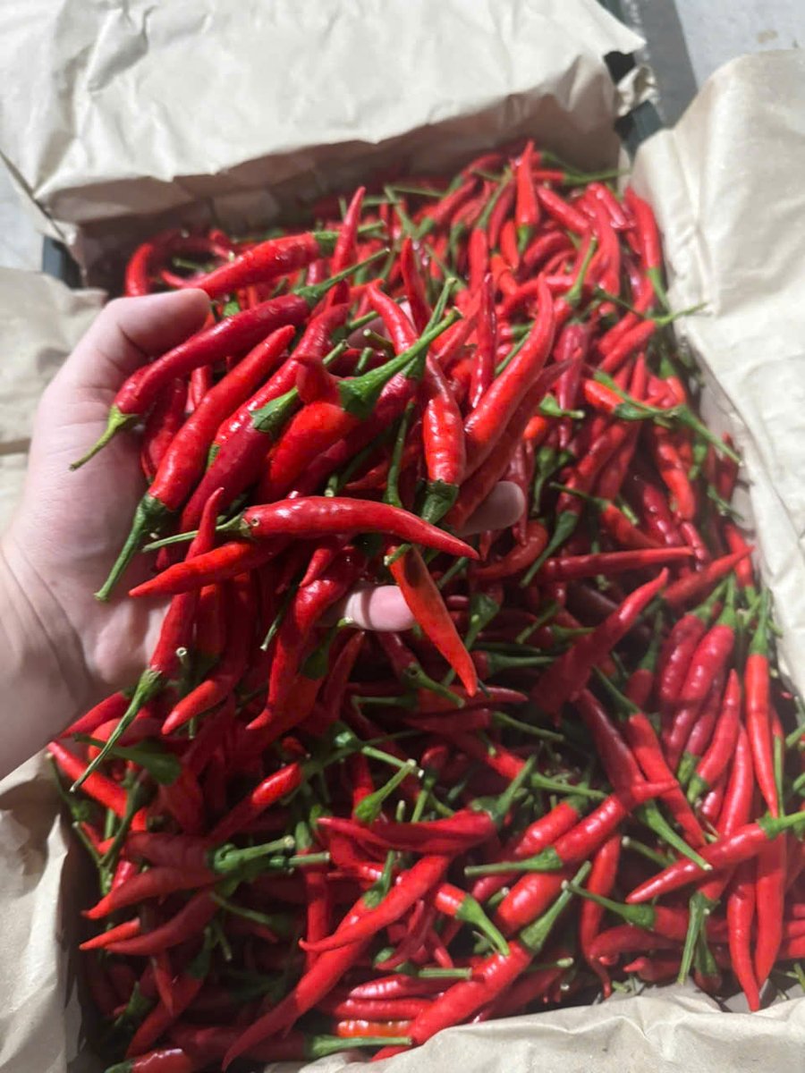 VSF202's tweet photo. 🌶️ Chilli – Vietnam
Fresh • Spicy • Export quality
📦 Fresh / dried / powder

📩 CONTACT – LOUIS (Sales Executive)
📧 export2@vietseafarm.com.vn
📞 Tel / WhatsApp / WeChat: (+84) 347 499 738
🌐 https://t.co/oZfzmRmQ2V
#Chilli #FreshChilli #DriedChilli #ChilliPowder https://t.co/HdjRw1yD1g
