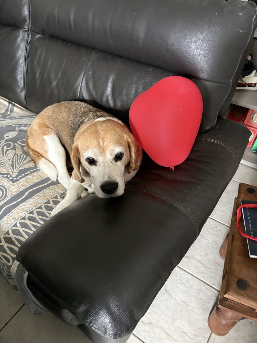Beagle Bandit🐾🇫🇷 🇪🇺💙 tweet media