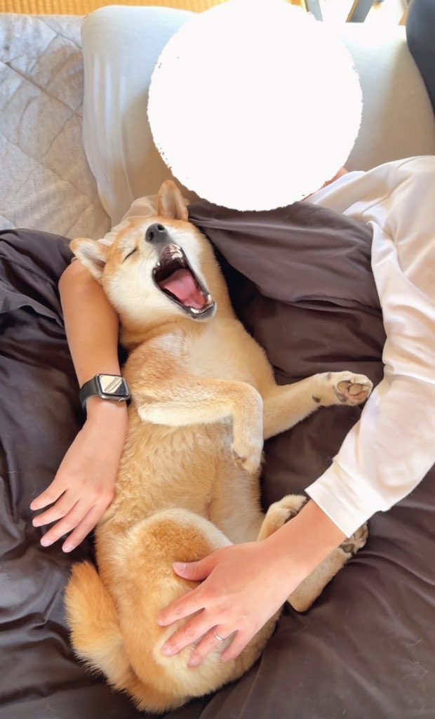 柴犬つくね🐾 tweet media