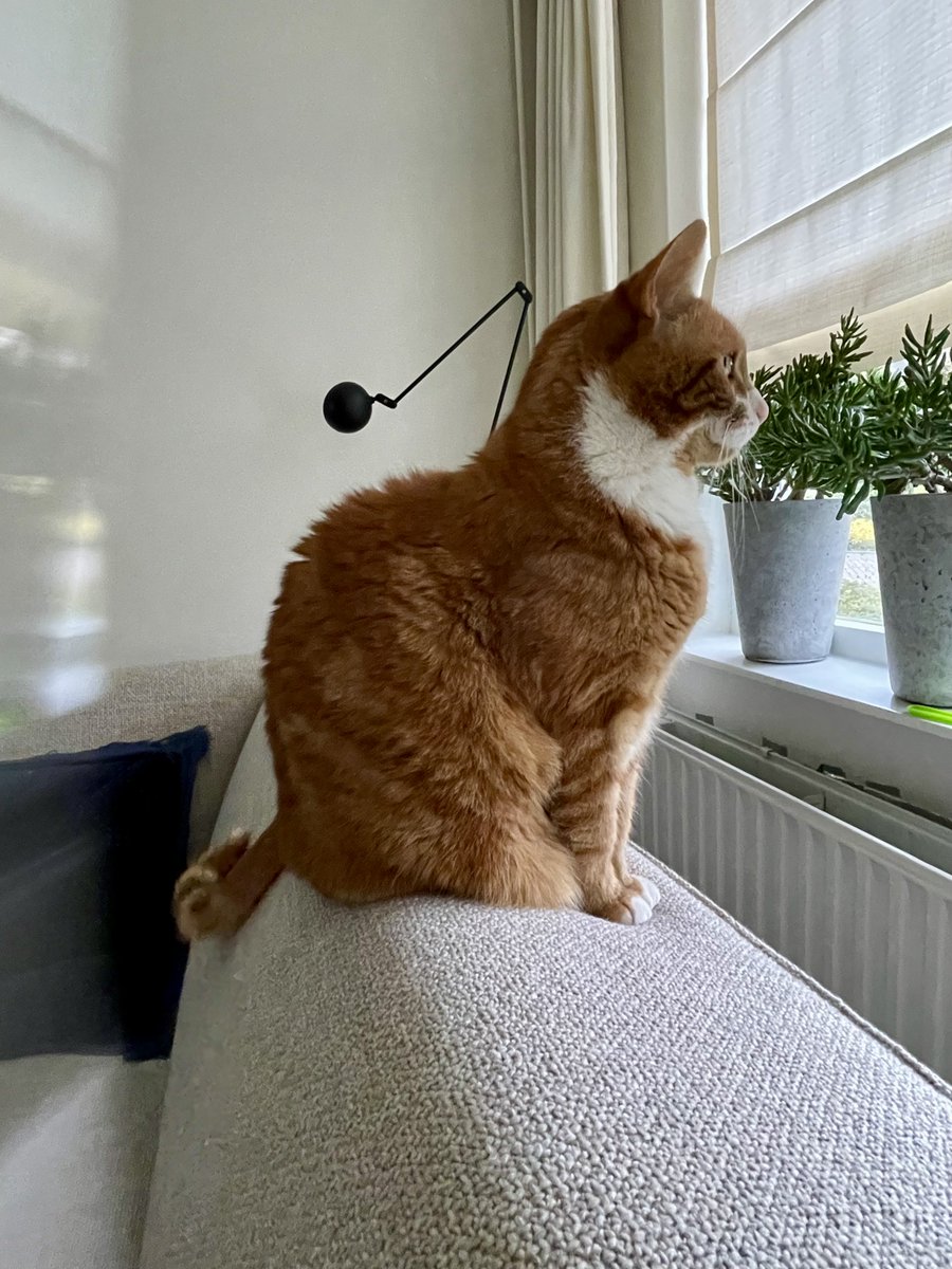 Loetje tweet media