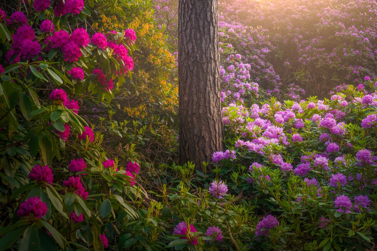 albertdrosphoto tweet picture