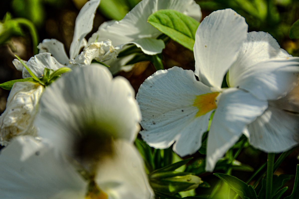私だけがよかった #写真で伝える私の世界 #一眼レフ