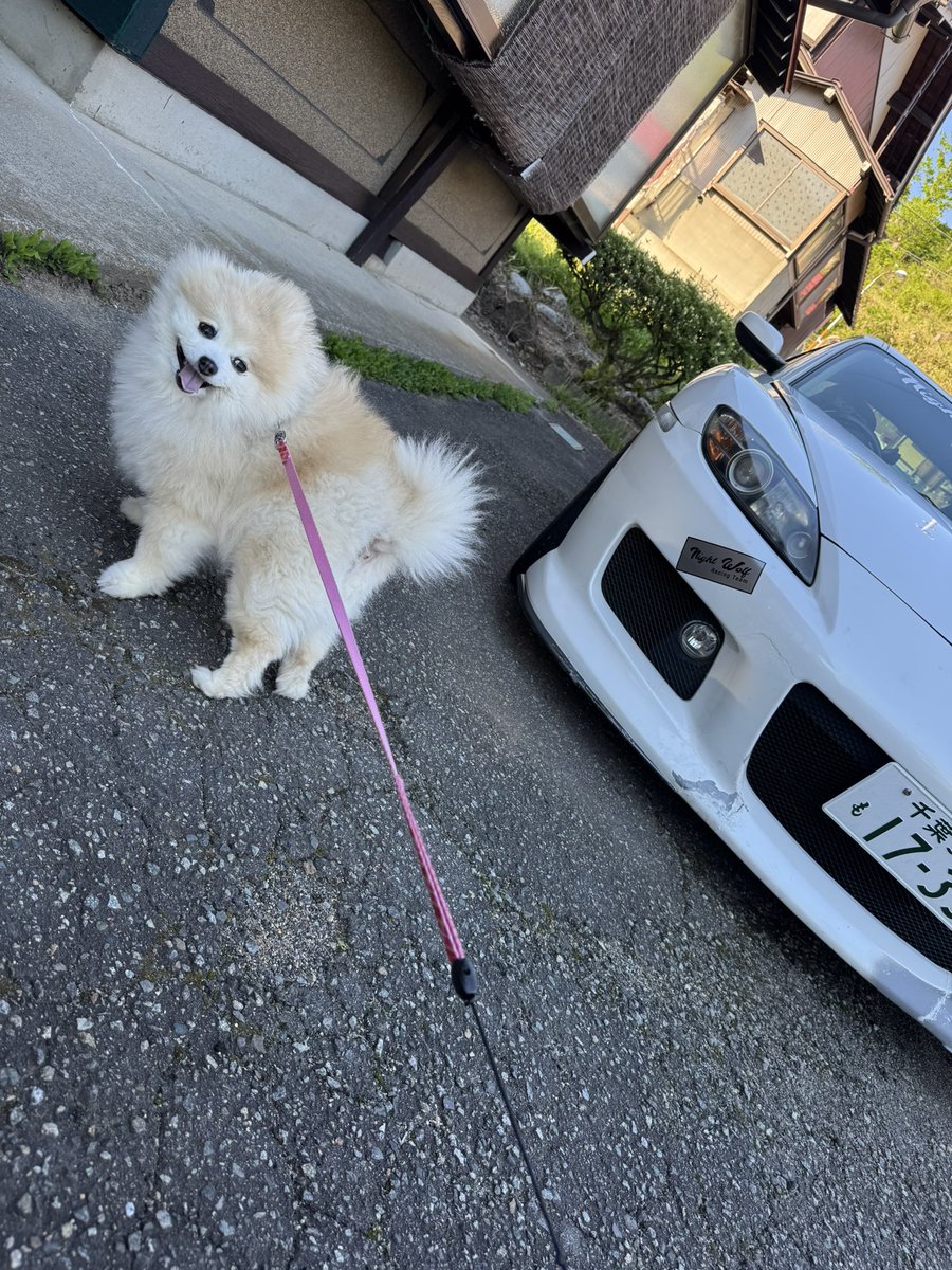 Post by マックス🪼(21) on X: もふもふ
