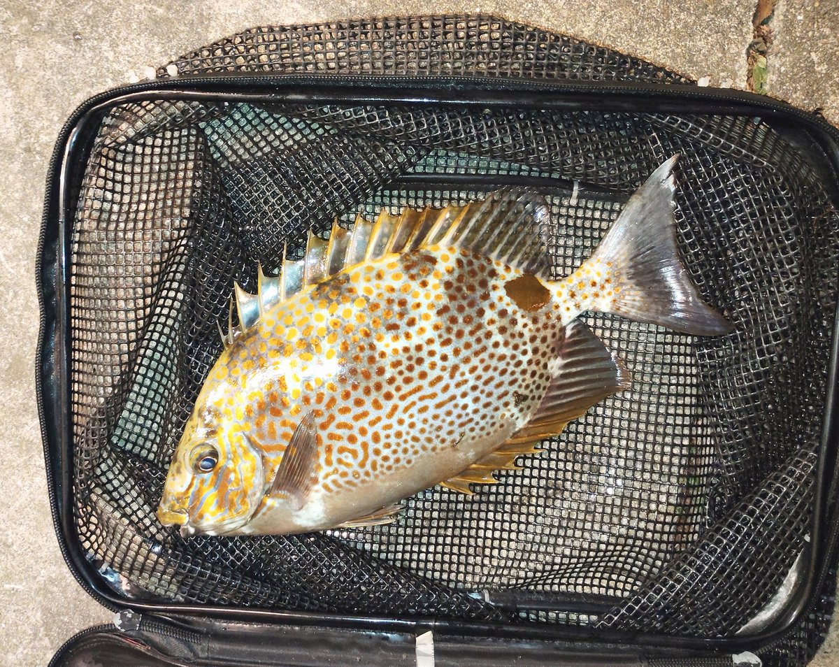 アベレージクラス🐠
カーエー名人の先輩が言うには「カーエーは産卵に行ってる」そうだ。
どこに産卵しに行ってるか聞いたら「わからん」だってさ～😤
#ニューカーエーロッドプロトタイプ
#カーエースペシャルアルティメイト
#ナイトカーエー
#デイカーエー