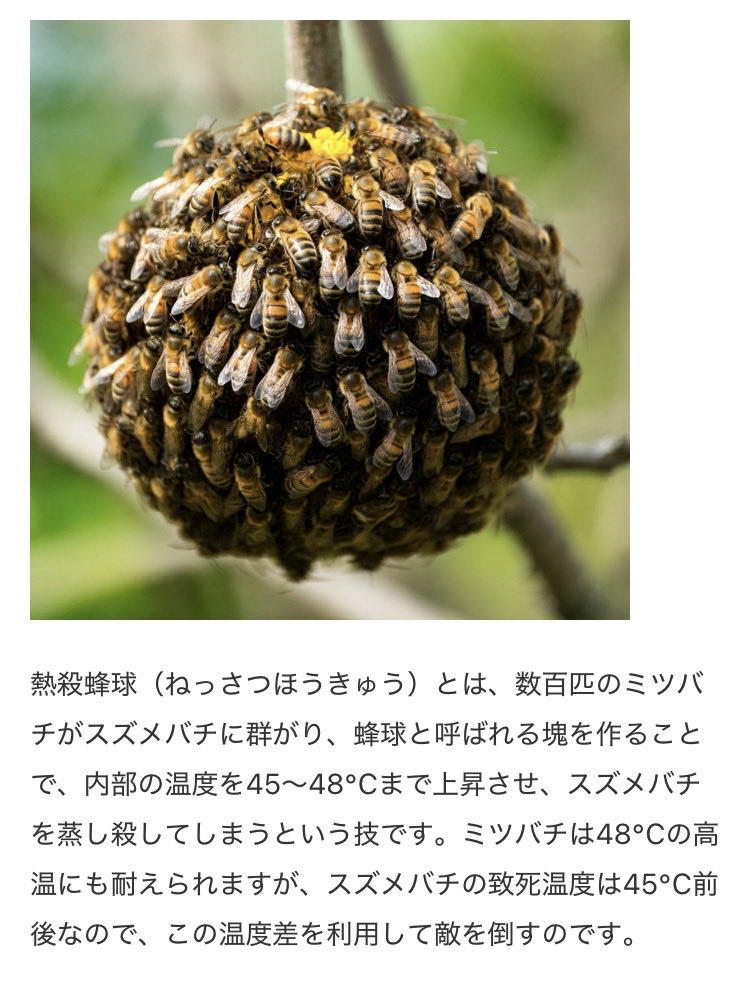 花降る tweet media