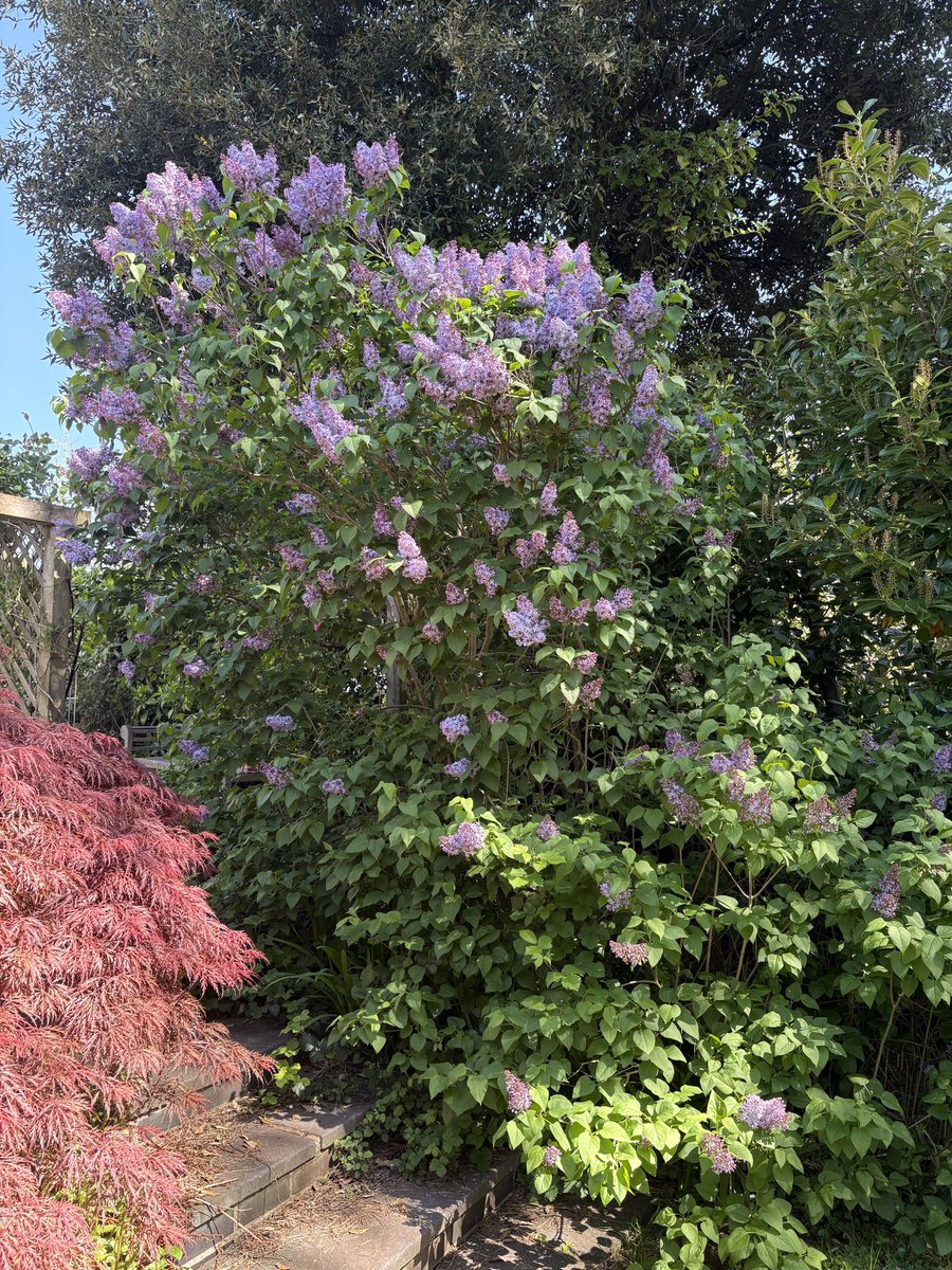 ElizAthertonSop's tweet photo. The #Lilac is smashing it this year. And the scent is sublime. https://t.co/pdoys5au3f