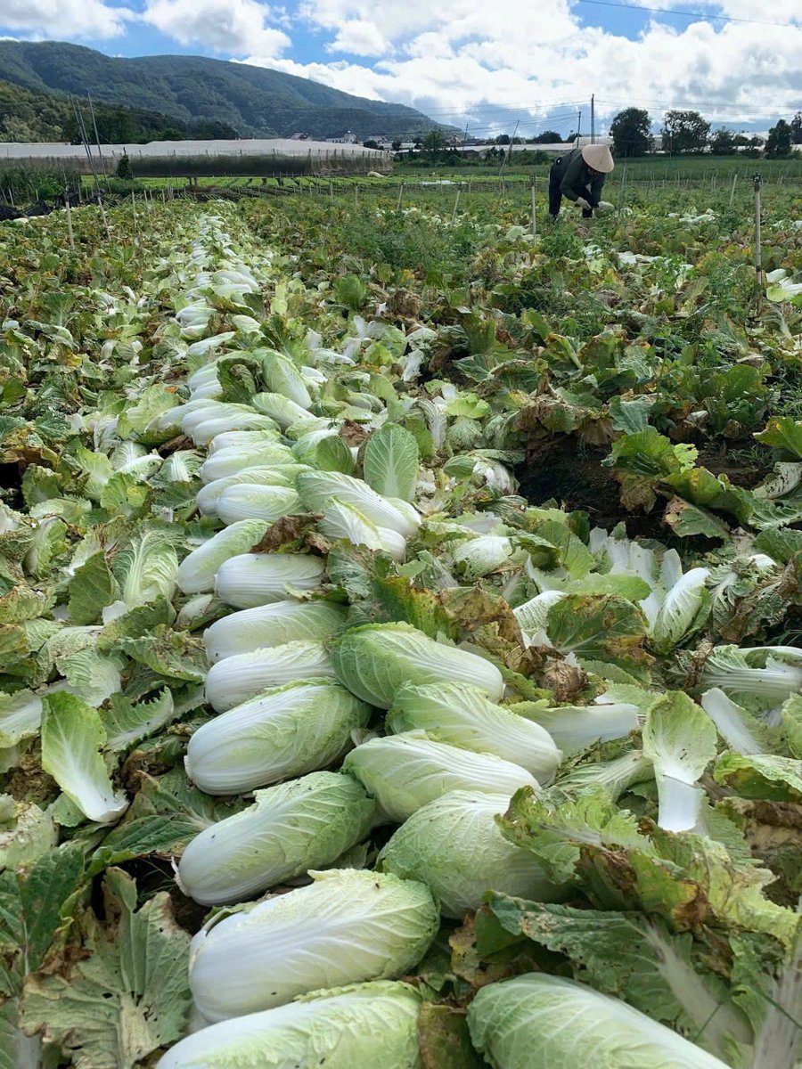 VSF202's tweet photo. 🥬 Napa Cabbage – Vietnam
Fresh • Tender • Export quality
📦 12kg carton packing

📩 CONTACT – LOUIS (Sales Executive)
📧 export2@vietseafarm.com.vn
📞 Tel / WhatsApp / WeChat: (+84) 347 499 738
🌐 https://t.co/oZfzmRmQ2V
#NapaCabbage #ChineseCabbage #FreshVegetables https://t.co/Fog8O0wd0e