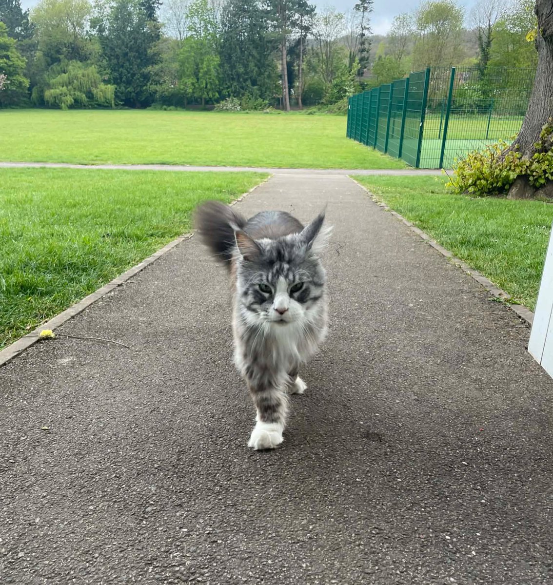 OutwoodsCat's tweet image. Back to school today so I’m officially on duty after a lazy weekend. 
I’ve already chased the latecomers into class, now I’m off to patrol the classrooms for treats &amp;amp; sprawl across a few desks. It’s a tough job but someone’s got to do it!
#cats #catsoftwitter #Hedgewatch #CatsOnX