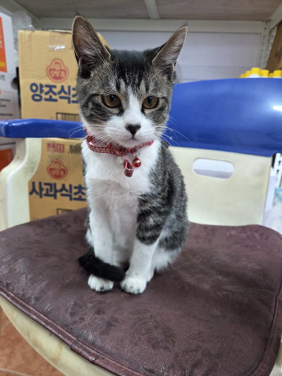 스메라기(スメラギ) tweet media