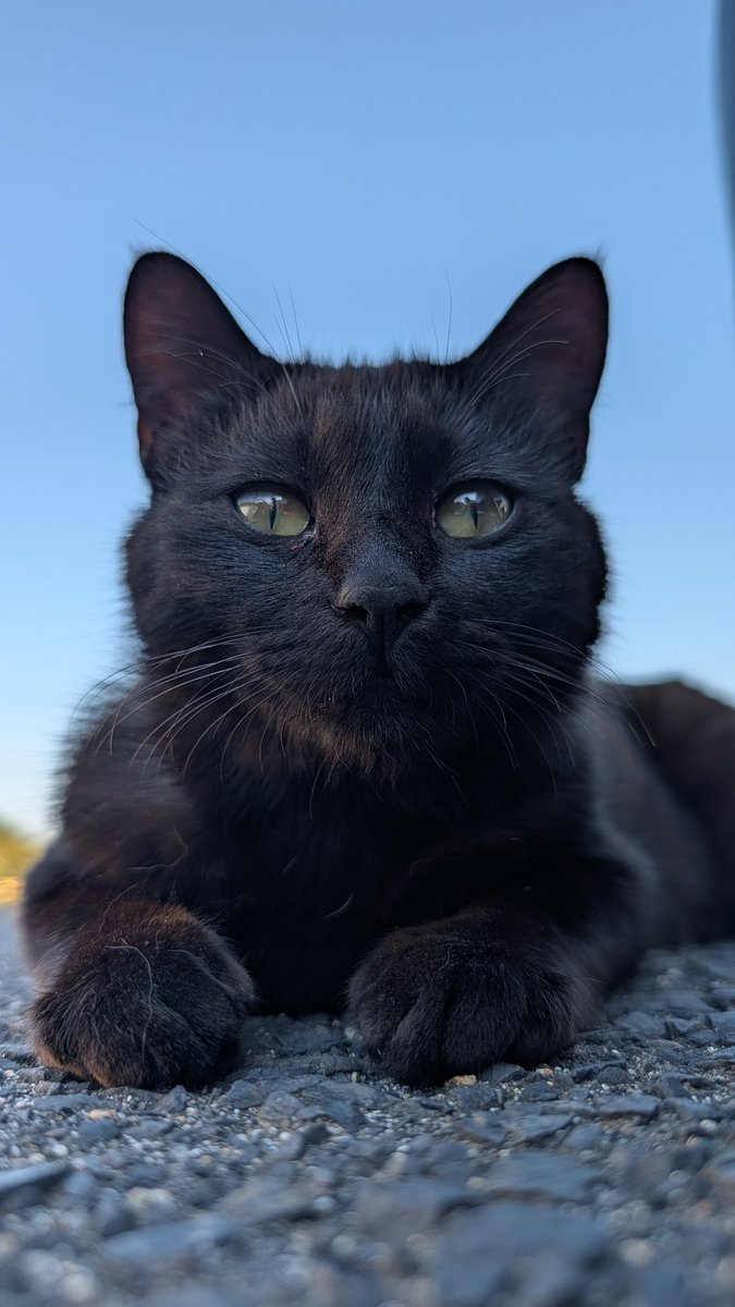 kirenukko's tweet photo. 誰ですか？黒猫が映えないって言った愚か者は？

#猫 
#猫 #ねこ #ぬこ #cat
#猫好き #猫写真 #猫部 
#猫のいる生活 #猫のいる暮らし 
#猫のいる風景 #猫のいる幸せ
#にゃんだふるらいふ
#猫好きさんと繋がりたい https://t.co/3VlcTN9yMs