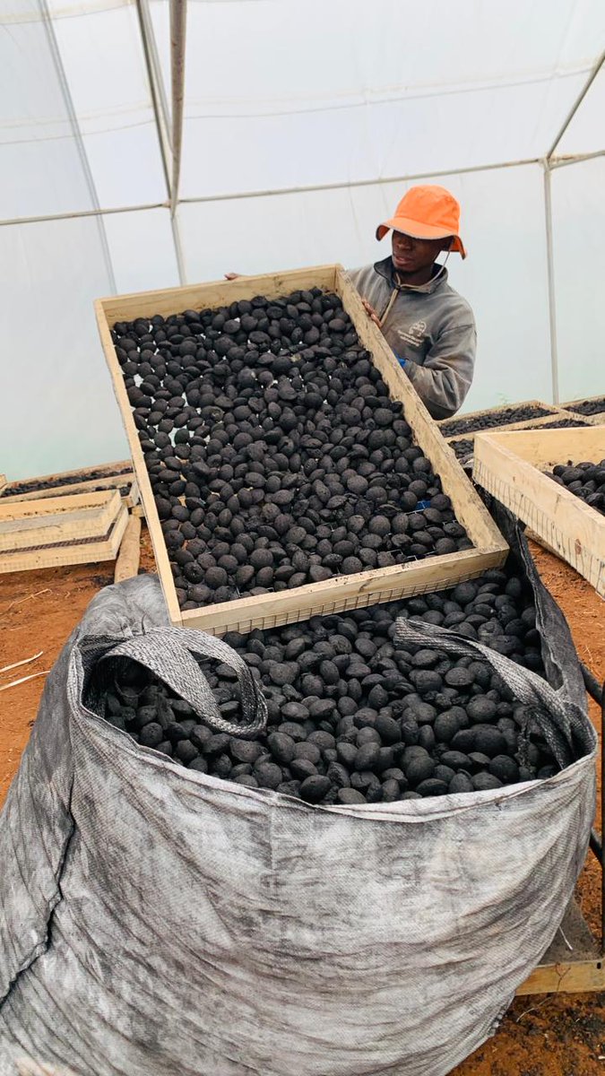 Ndzilo Charcoal briquettes🔥🇿🇦 tweet media