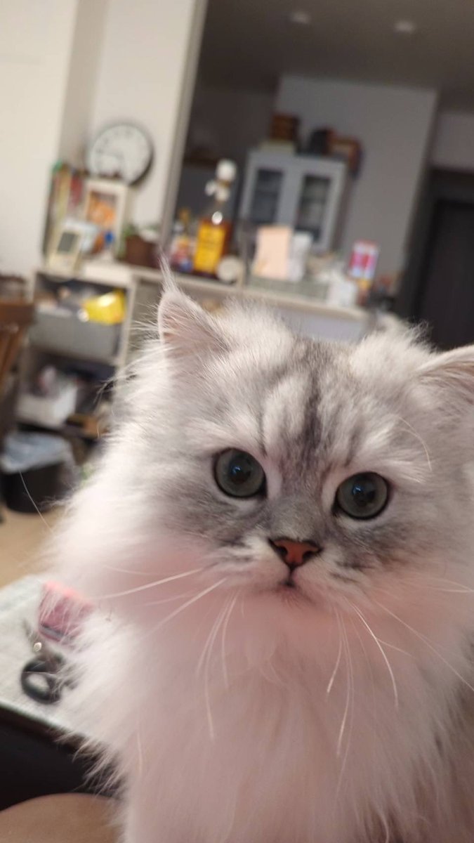 わぁたぁぁぁ🐈にゃー tweet media