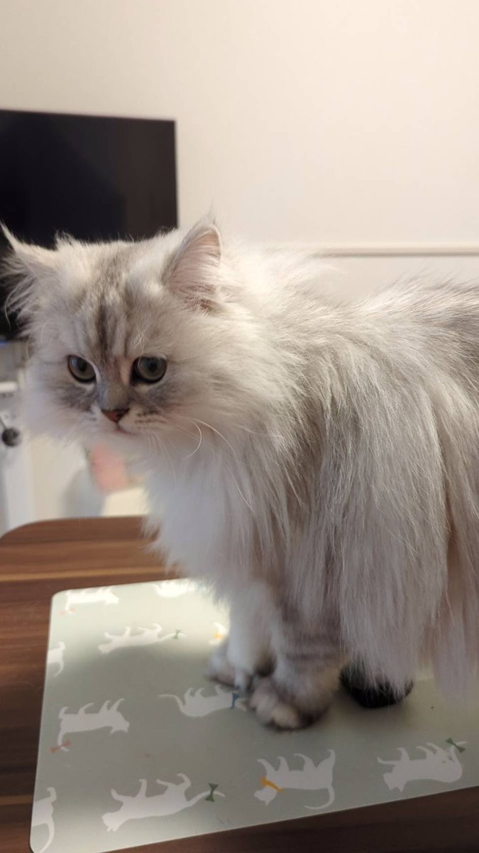 わぁたぁぁぁ🐈にゃー tweet media