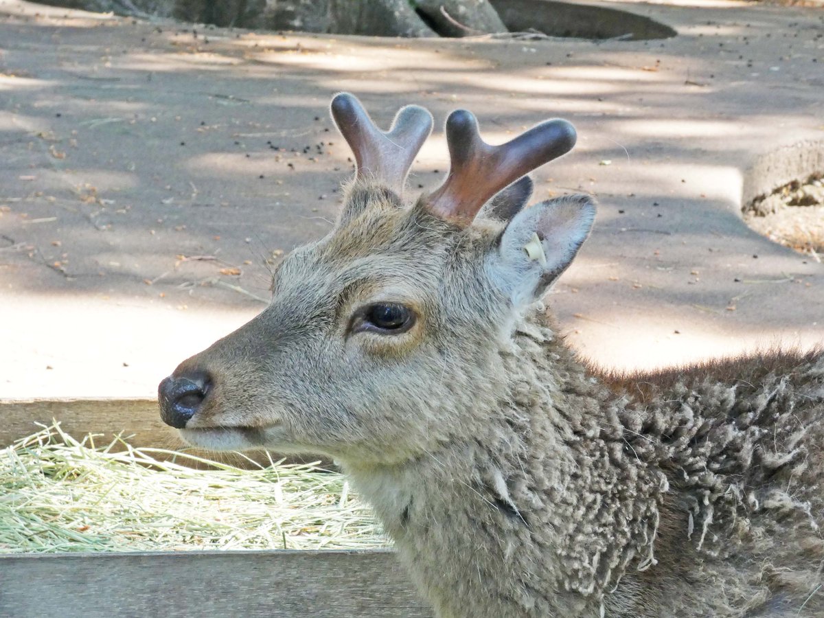 🦌にょきにょき！ ＼ 落角してから6週間、#ヤクシカ♂の新しい角が
