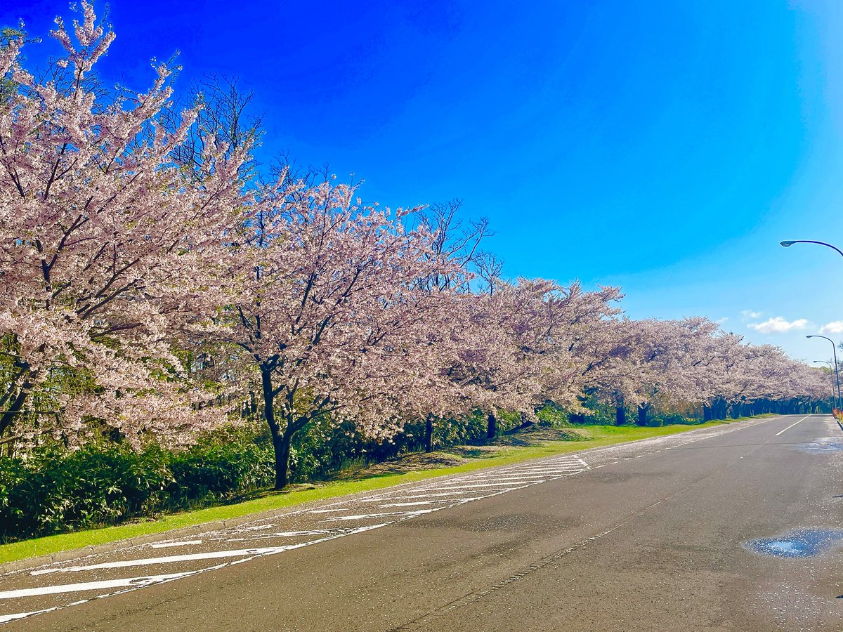 Nana_anaN777's tweet photo. 厚田戸田記念墓地公園 

今年は天気に恵まれ過去一いい写真がとれました📷✨
強風で散ってないかと心配でしたが満開でまだまだ綺麗🌸
毎年思うけどここの桜は圧巻です🌸
早起きして伺って良かった🫶🏽￼
帰る頃には混雑してきたので早めの時間に行く事をオススメします😌✨ https://t.co/QU4SNx09pM