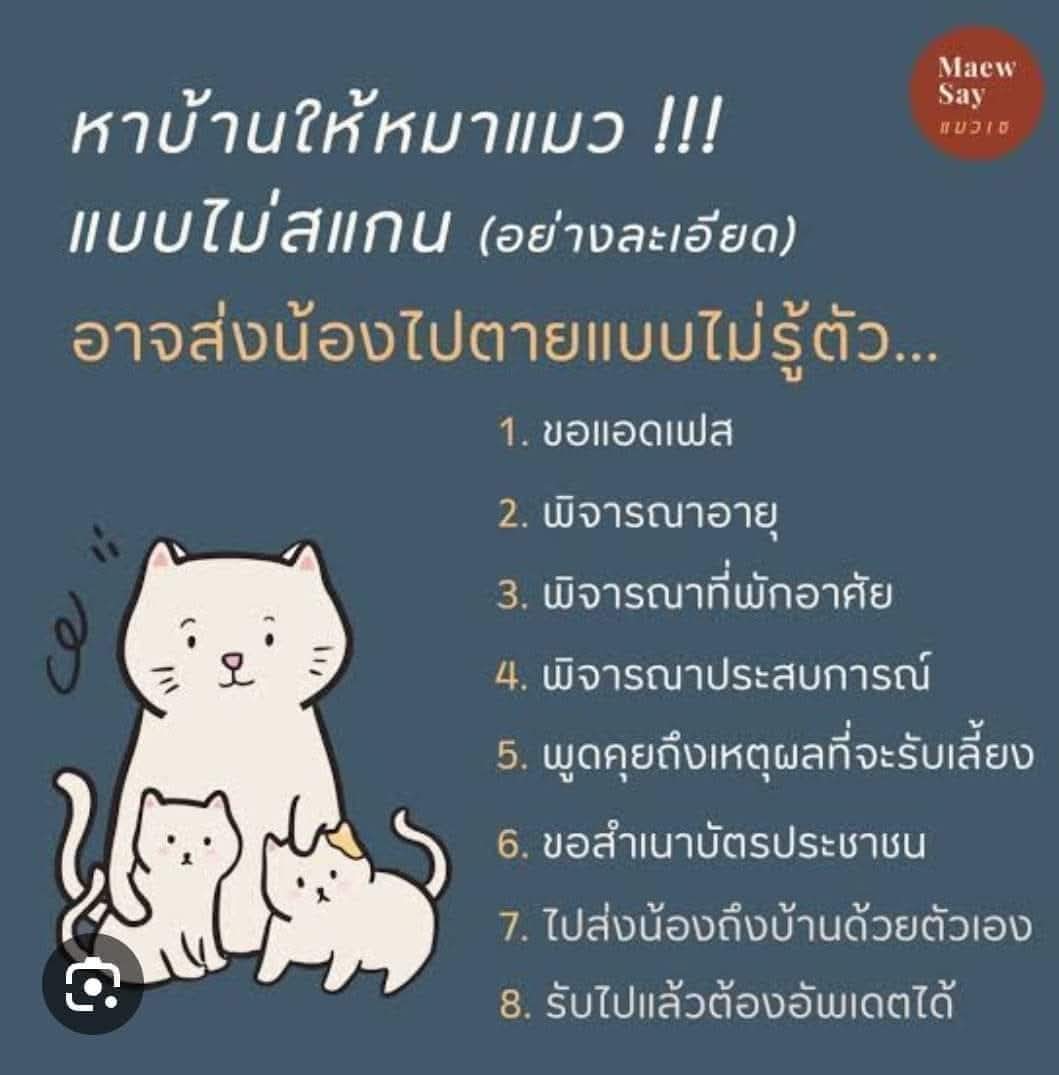 ↑😎 เหมียวไม่ใช่แอคฯ ฉอด 😼↓ tweet media