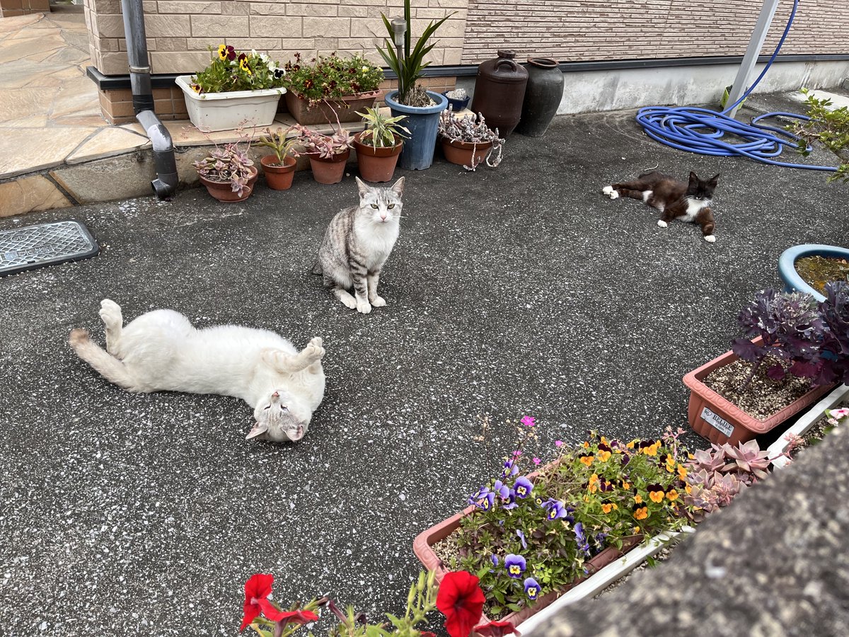 CONCATENATEX's tweet photo. 猫大集合！ https://t.co/RgBdw7QTNi