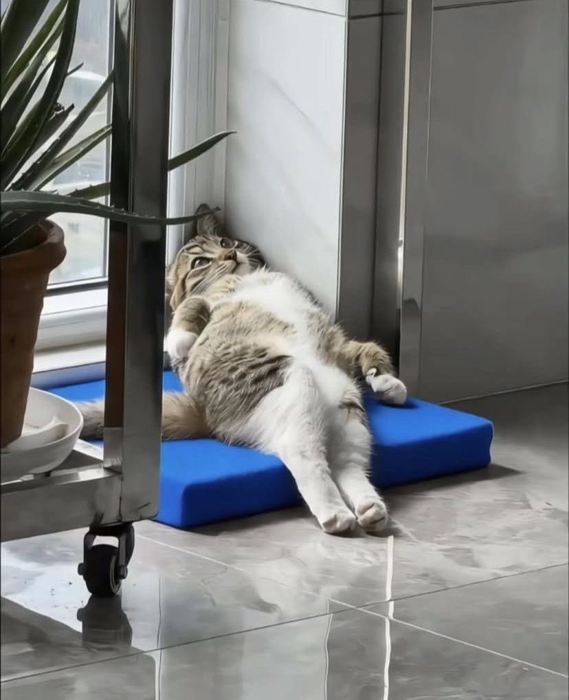 SlenderSherbet's tweet photo. Me: "I work very well under pressure"

Also me after five minutes of pressure: https://t.co/B6VgwSnDgt