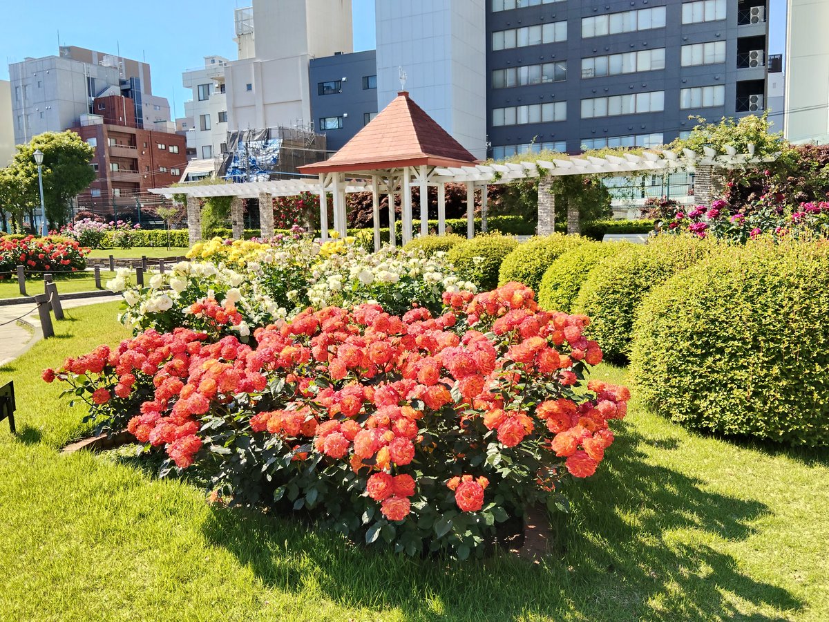 hashibiroman's tweet photo. こちら行ってまいりました☺️。秘密の薔薇園🌹。GWなのに人まばら。来てる皆さんも落ち着いた方々ばかり。超絶穴場スポット（全然知らなかった。。ありがとうございます）。既にほぼ満開でピーク越えそうなのでお早めに。おすすめ☺️

文京区立本郷給水所公苑 https://t.co/DjsTKpsNTz https://t.co/c0yqjs4nmc